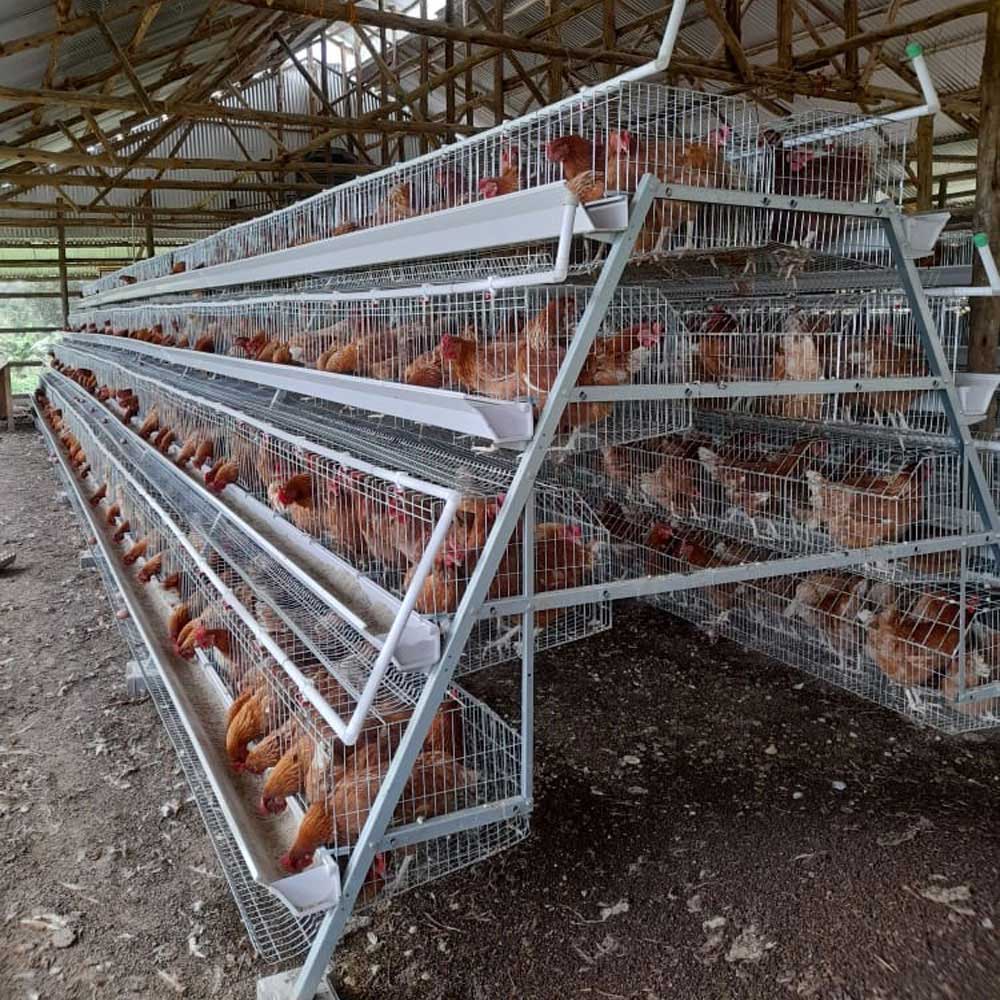 MODERN POULTRY CAGES NOW AVAILABLE AT LE&LI CO. LTD! 🐔